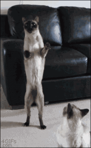 Cat Funny GIF