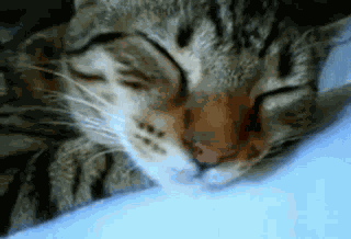 Cat Funny GIF