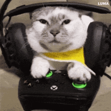 Cat Gaming GIF