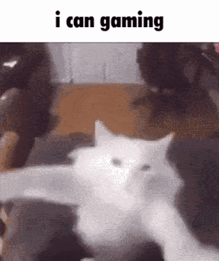 Cat Gaming GIF