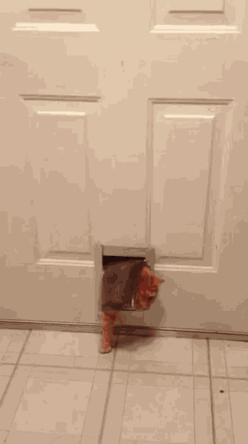 Cat Garfield Fat GIF