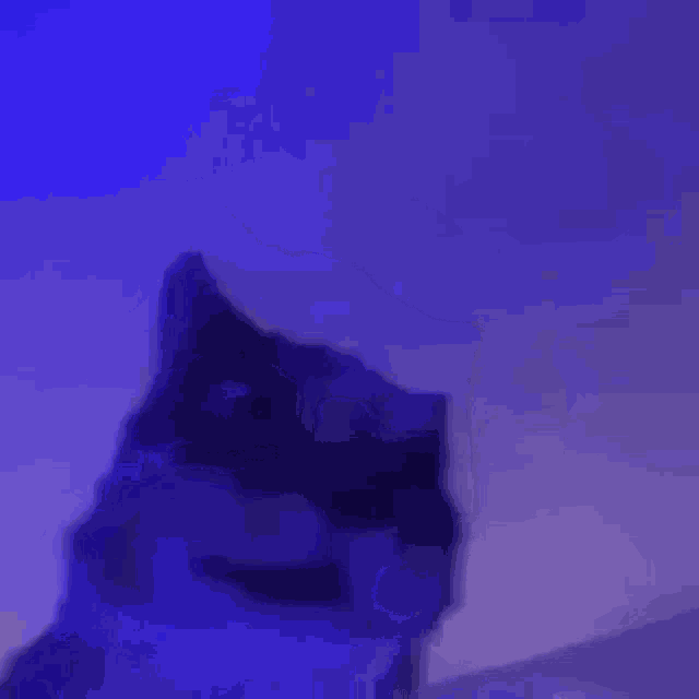 Cat Gato GIF