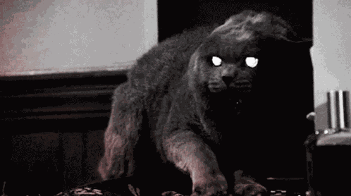 Cat Getting Mad Hissing GIF