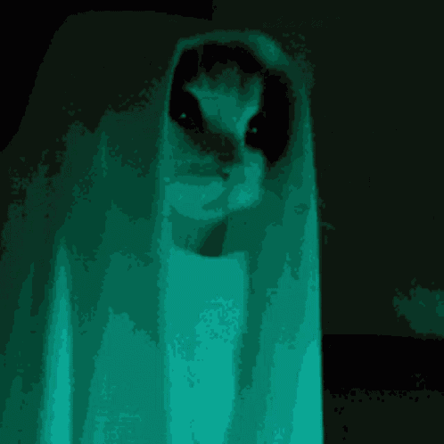 Cat Ghost GIF