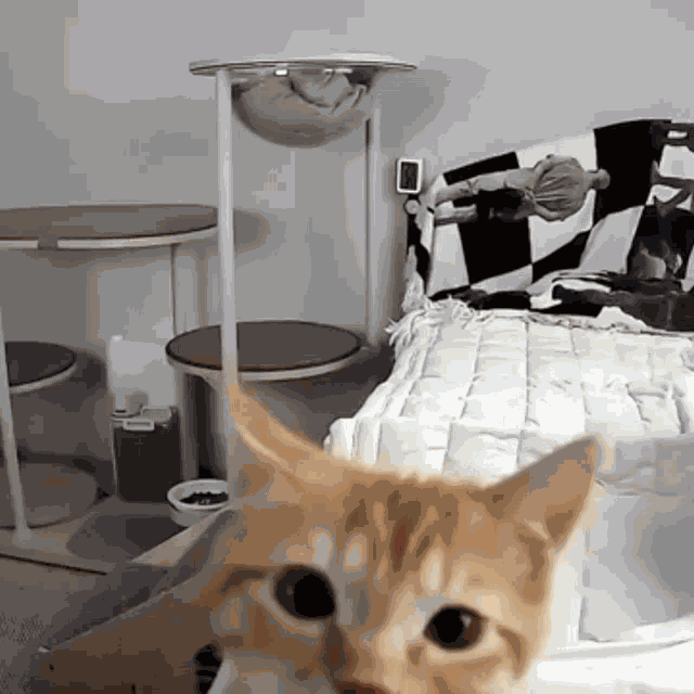 Cat Glass GIF