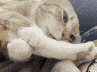 Cat Gnaw Cat Bite GIF