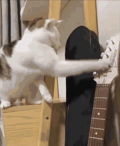 Cat Guitar GIF