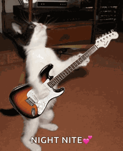 Cat Guitar GIF