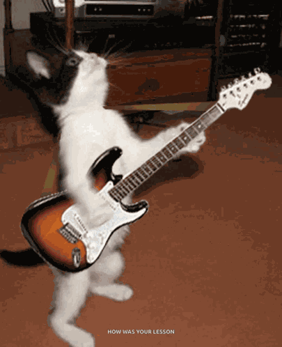 Cat Guitar GIF