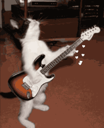 Cat Guitarist GIF