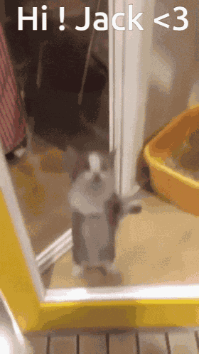 Cat GIF
