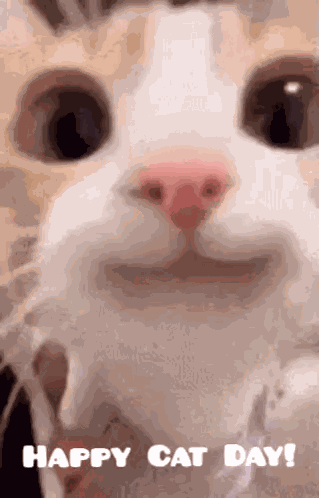 Cat Happy Cat Day GIF