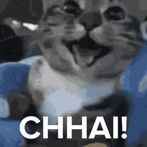 Cat Happy GIF