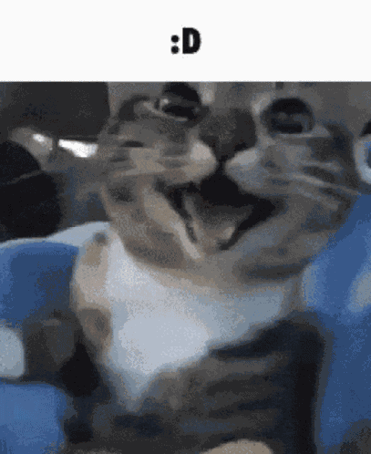 Cat Happy GIF