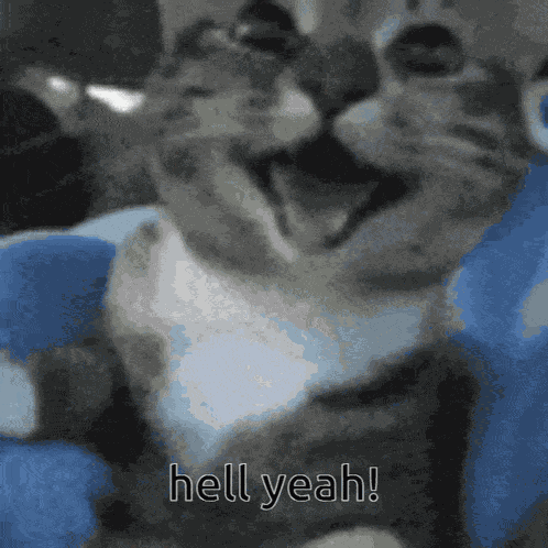 Cat Happy GIF