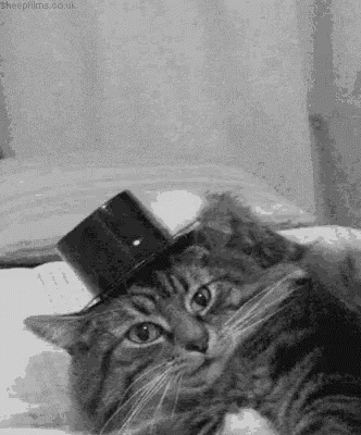 Cat Hats Off GIF