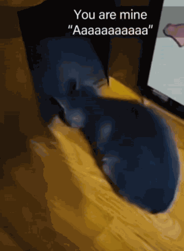 Cat GIF