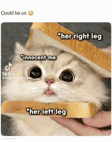 Cat GIF