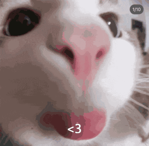 Cat Heart Meme