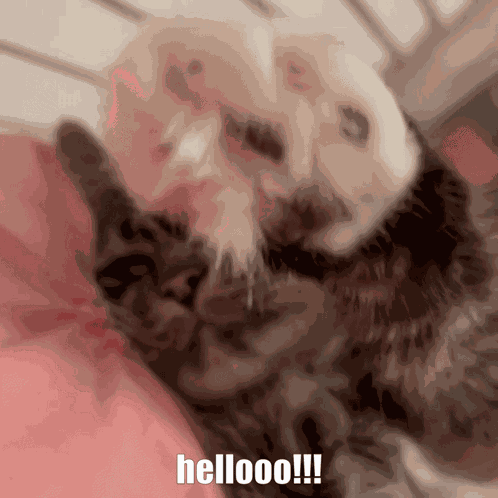 Cat Hello Cat GIF
