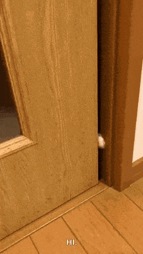 Cat Hello Cat Peek GIF