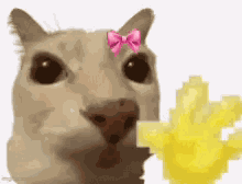 Cat Hello GIF