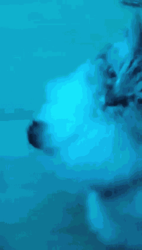 Cat Hello GIF