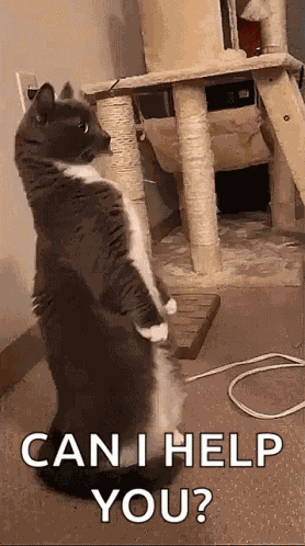 Cat Help GIF