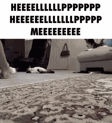 Cat Help Me GIF