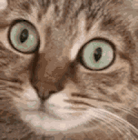 Cat Hiccup GIF