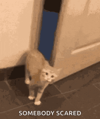 Cat Hiding Scared Cat GIF