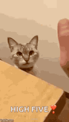Cat High GIF