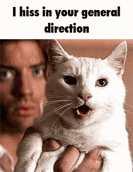 Cat Hissing GIF