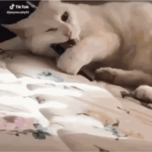 Cat Hits Juul GIF