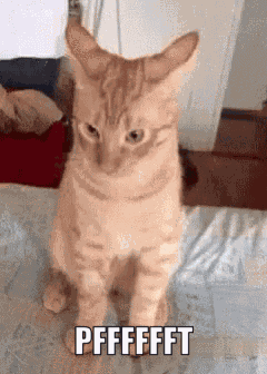 Cat Hmph GIF