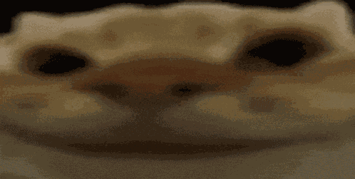 Cat GIF