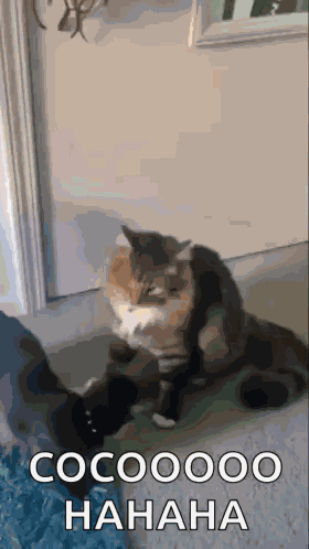 Cat Hug GIF