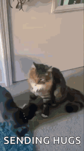 Cat Hug GIF