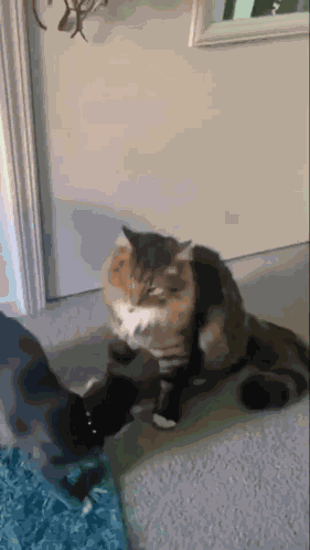 Cat Hug GIF