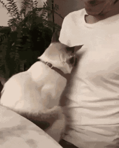 Cat Hug GIF