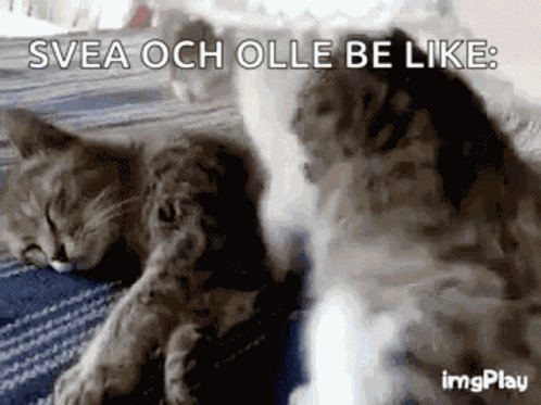 Cat Hug GIF