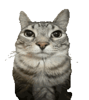 Cat Hugs Sticker GIF