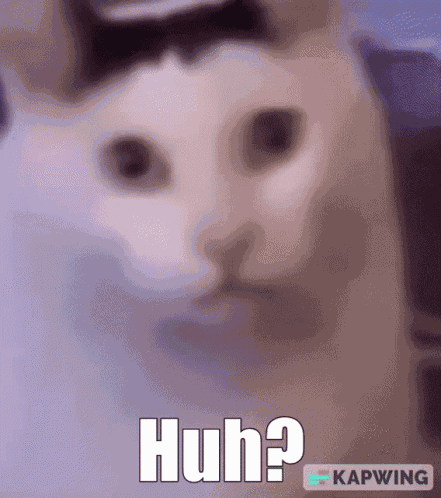Cat Huh GIF