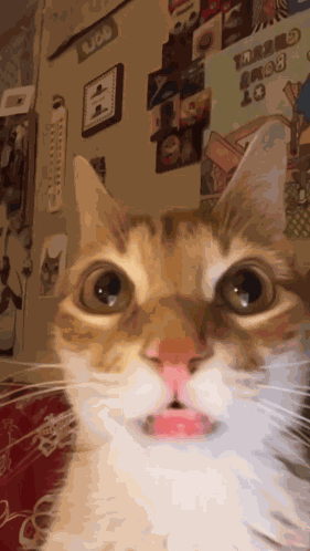 Cat Huh GIF