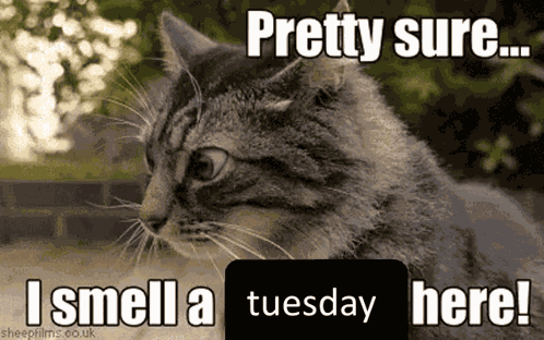 Cat I Smell A Tuesday GIF