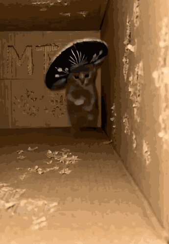 Cat Ia Ia Car GIF