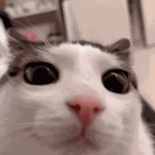 Cat GIF