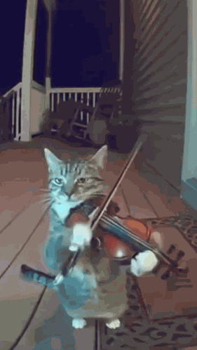 Cat Instrumental GIF