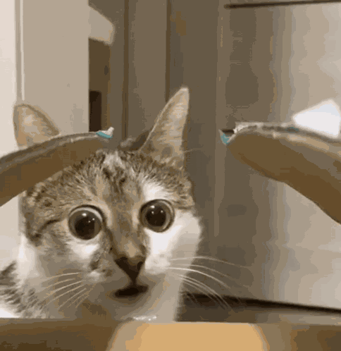 Cat GIF