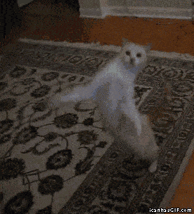 Cat Jumping GIF